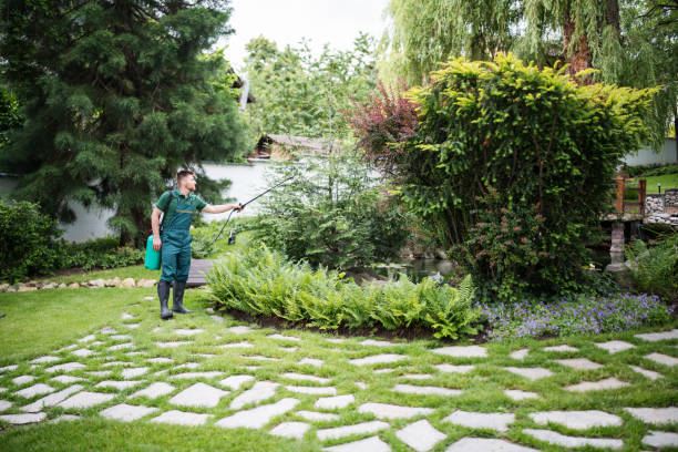 Best Ant Control Services  in Solomon, KS