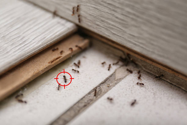 Best Mosquito Control Services  in Solomon, KS