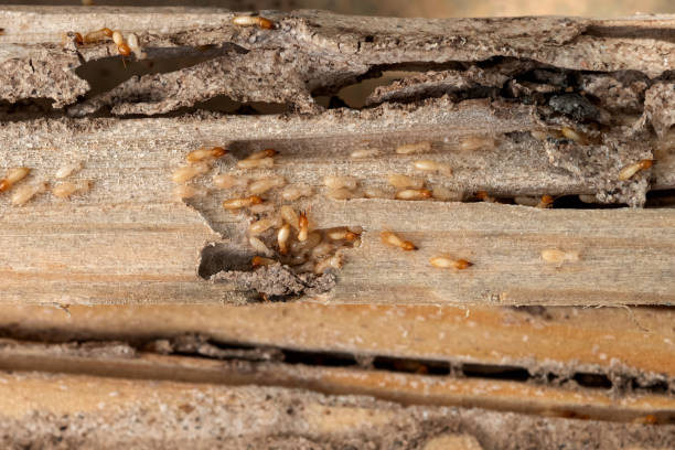 Best Best Pest Control Companies  in Solomon, KS