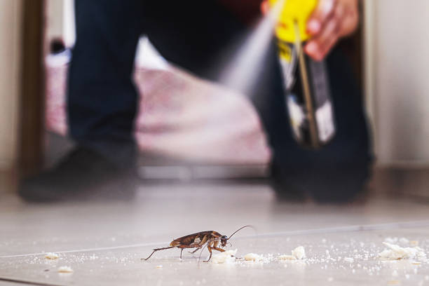 Best Ant Control Services  in Solomon, KS