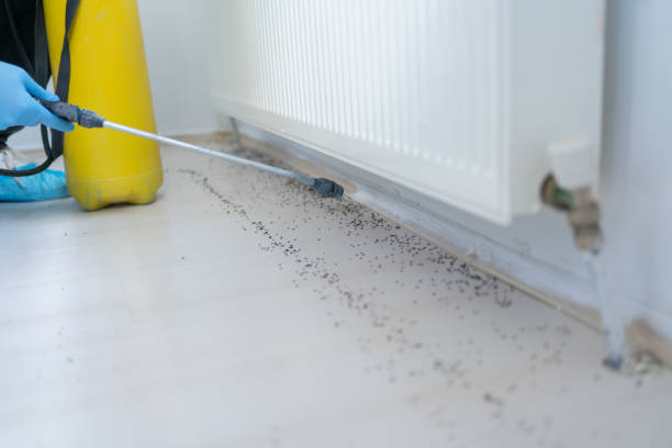 Best Insect Control  in Solomon, KS
