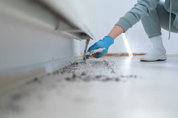 Professional Pest Control in Solomon, KS